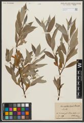 Foto von Salix alba L.